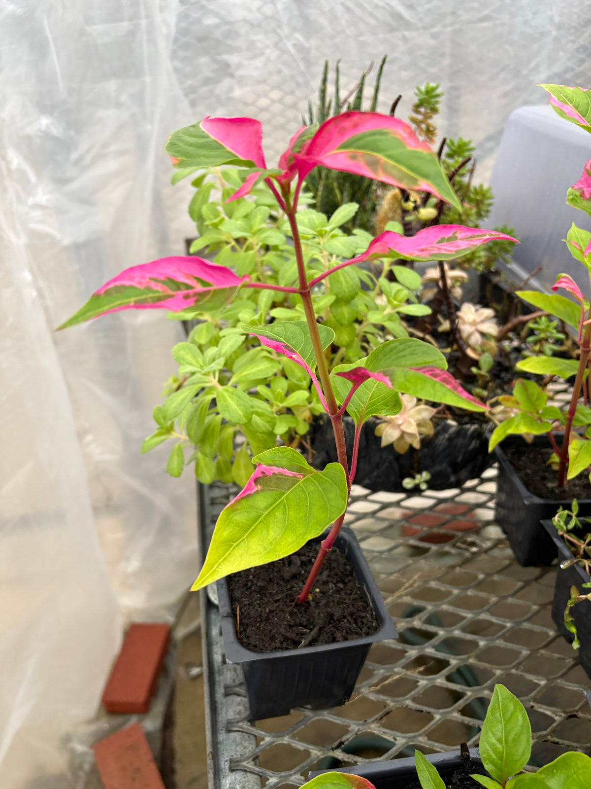 Alternanthera ‘Party Time’