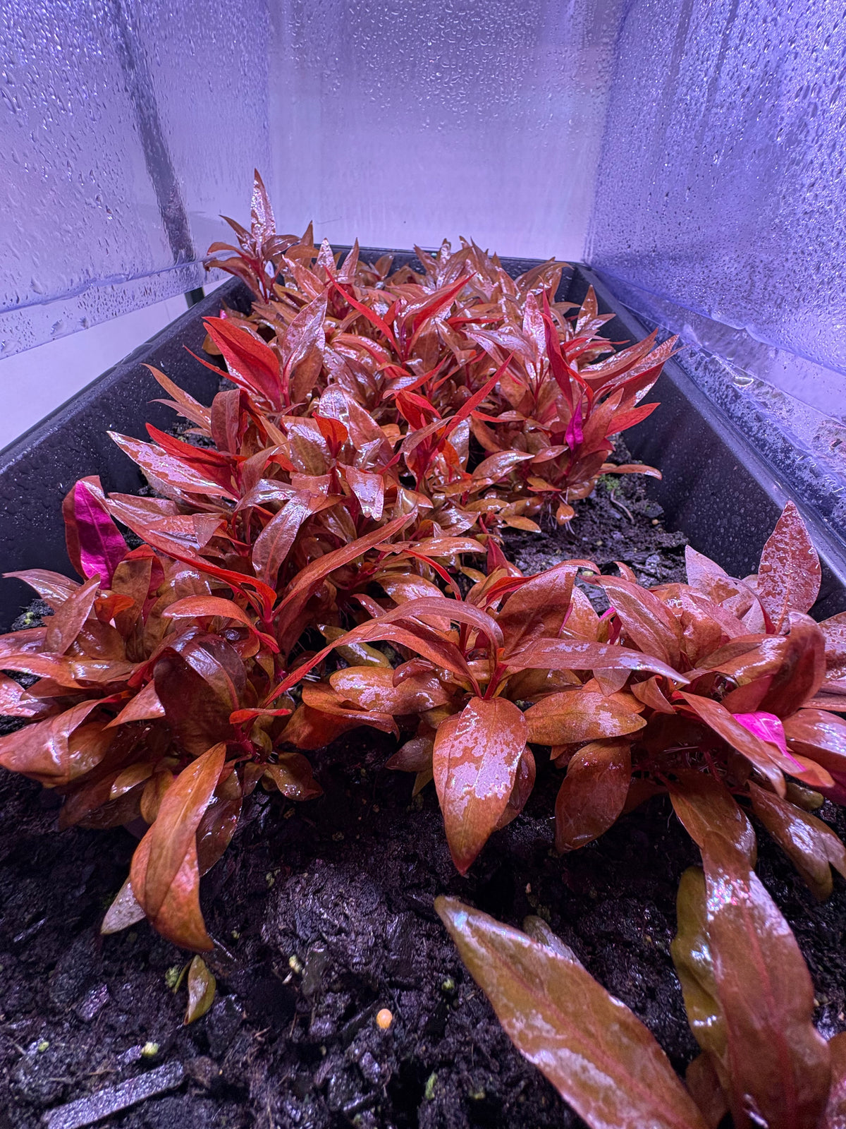 Alternenthera reineckii ‘Mini’