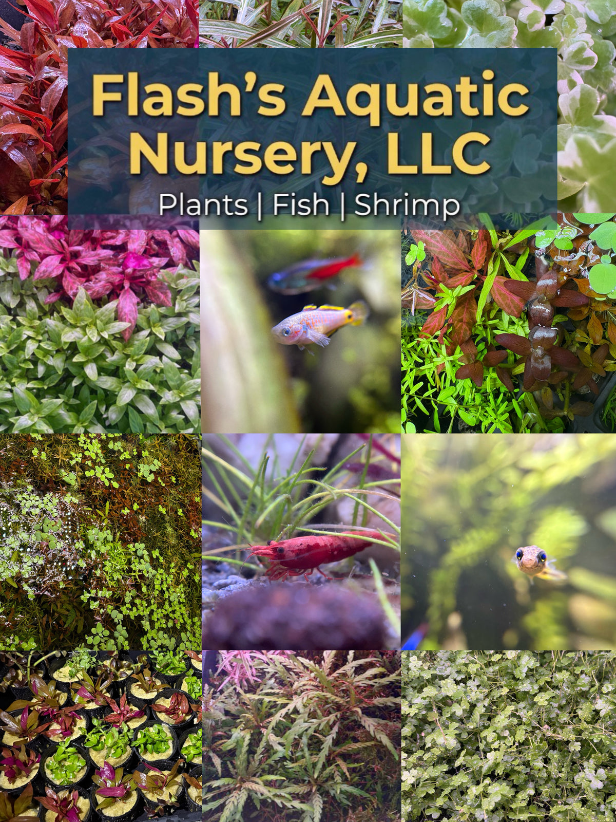 Aquarium Plant Pack - 8 varieties - Easy low tech plants