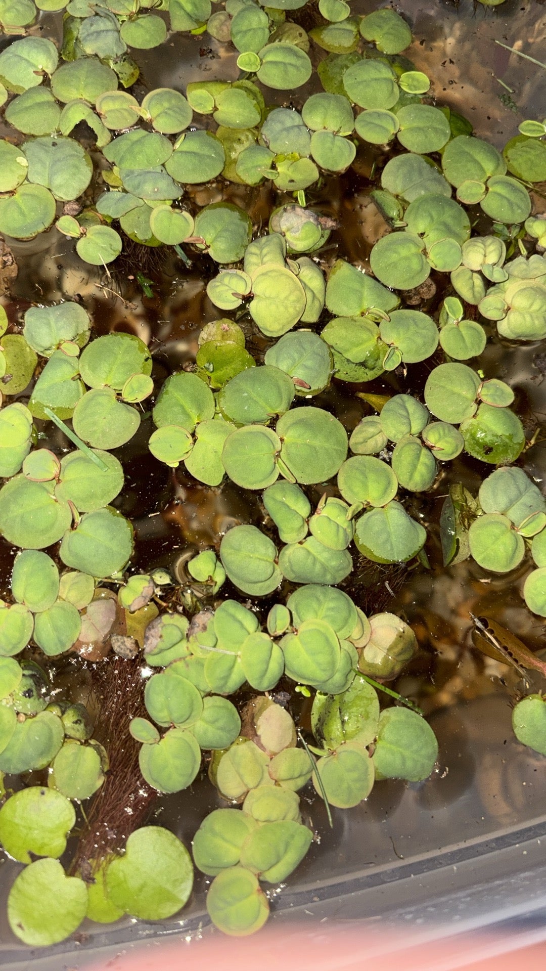 Red root floaters