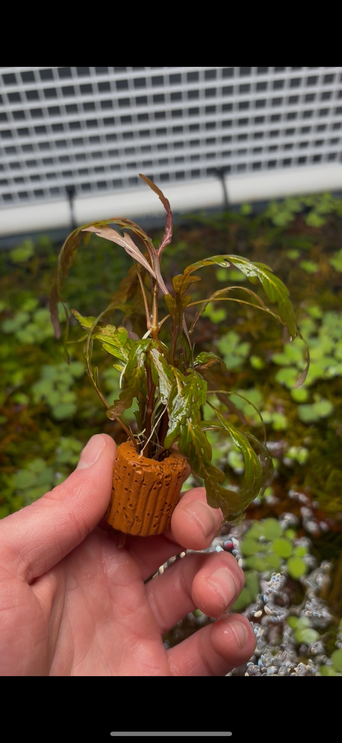 Aquarium Plant Pack - 8 varieties - Easy low tech plants