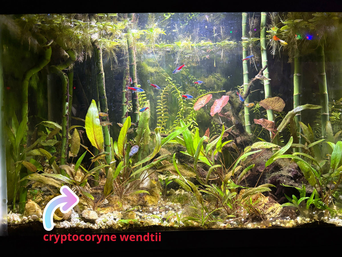 Cryptocoryne wendtii