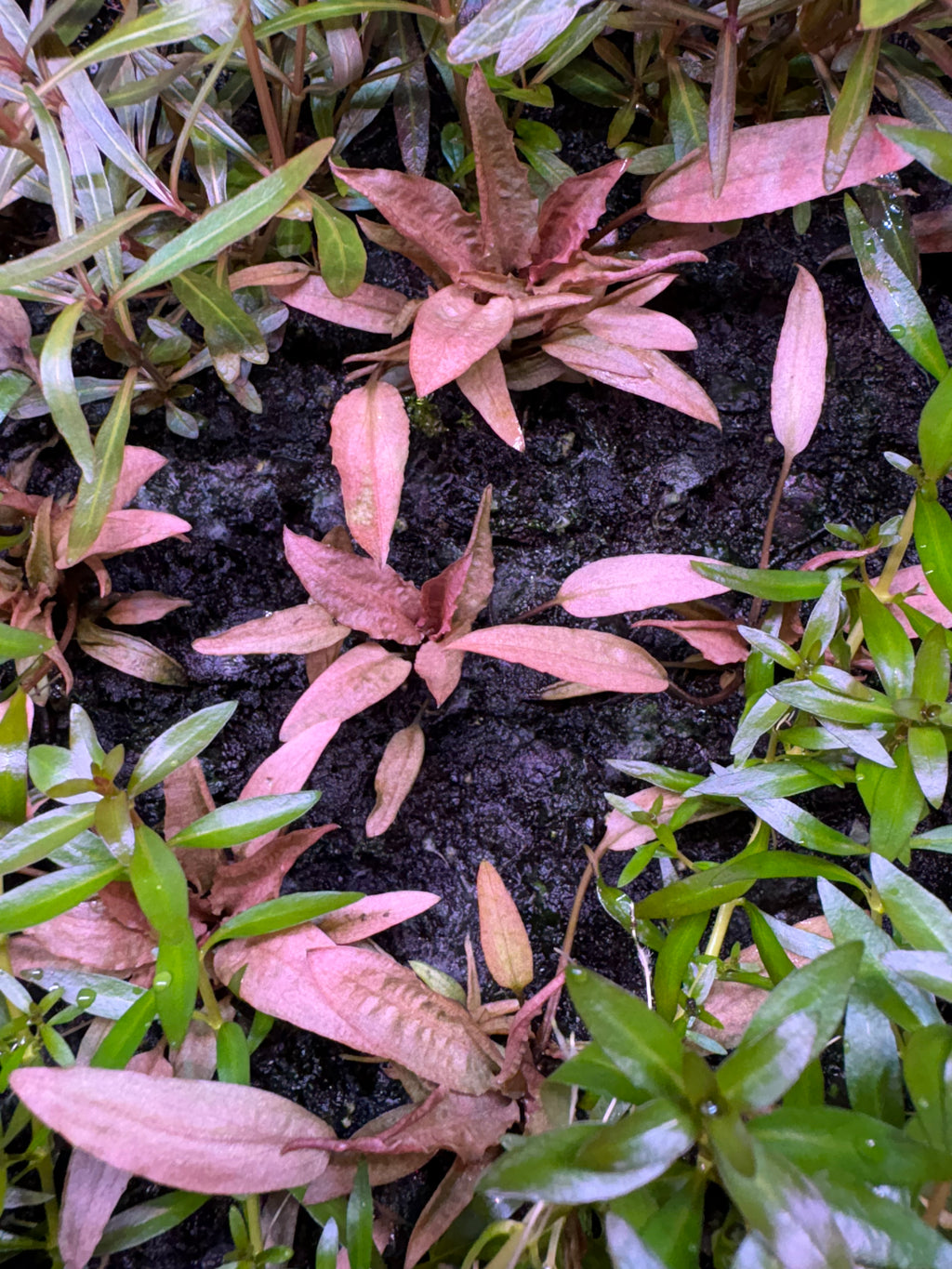 Aquarium Plant Pack - 8 varieties - Easy low tech plants