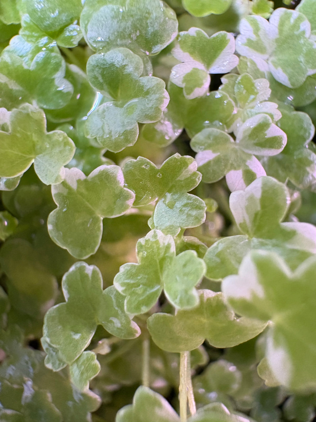 Aquarium Plant Pack - 8 varieties - Easy low tech plants