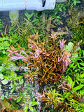 Rotala H'ra - Aquarium Plant