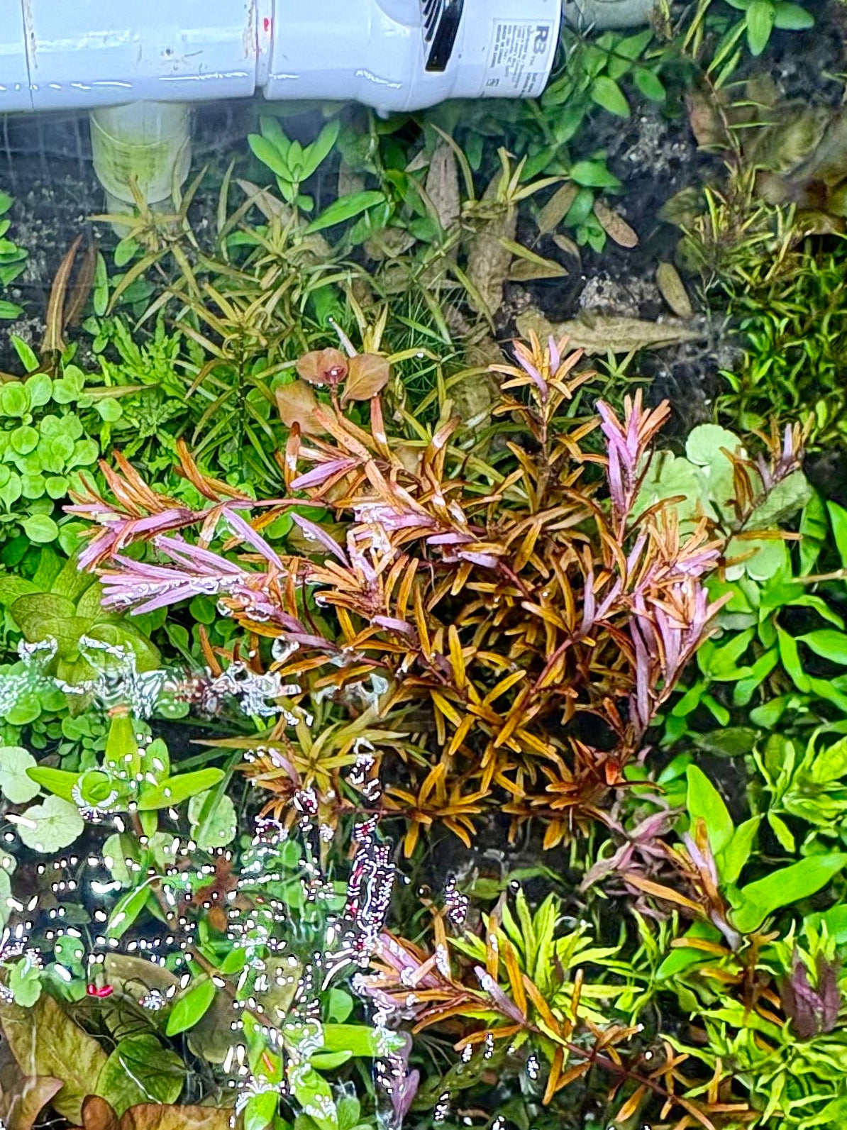 Rotala H'ra - Aquarium Plant