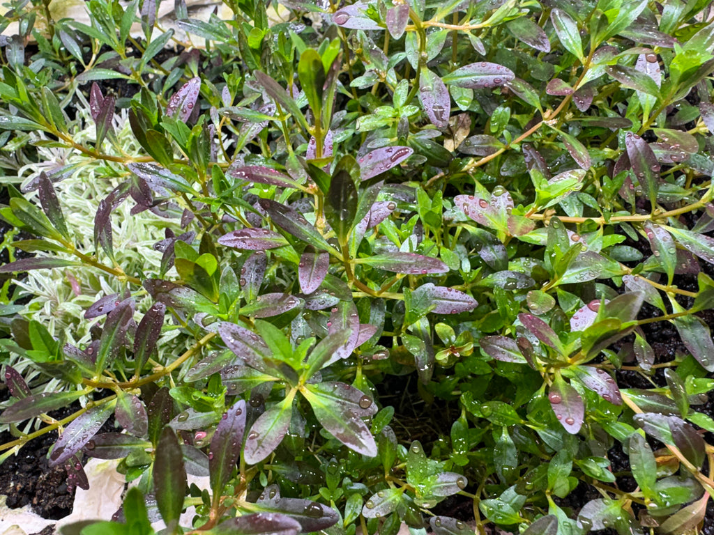 Rotala Florida