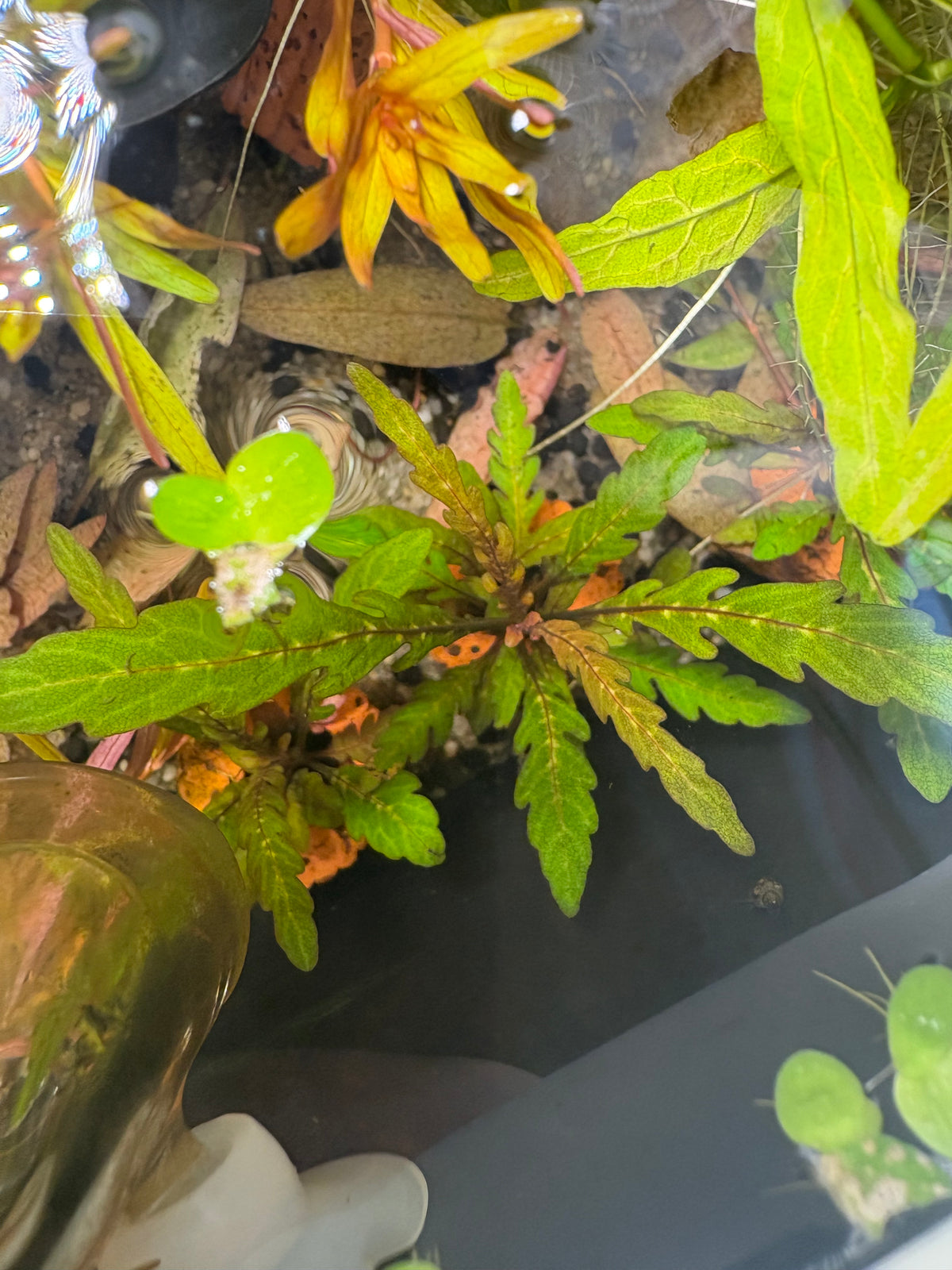 Aquarium Plant Pack - 5 varieties- low tech easy plants