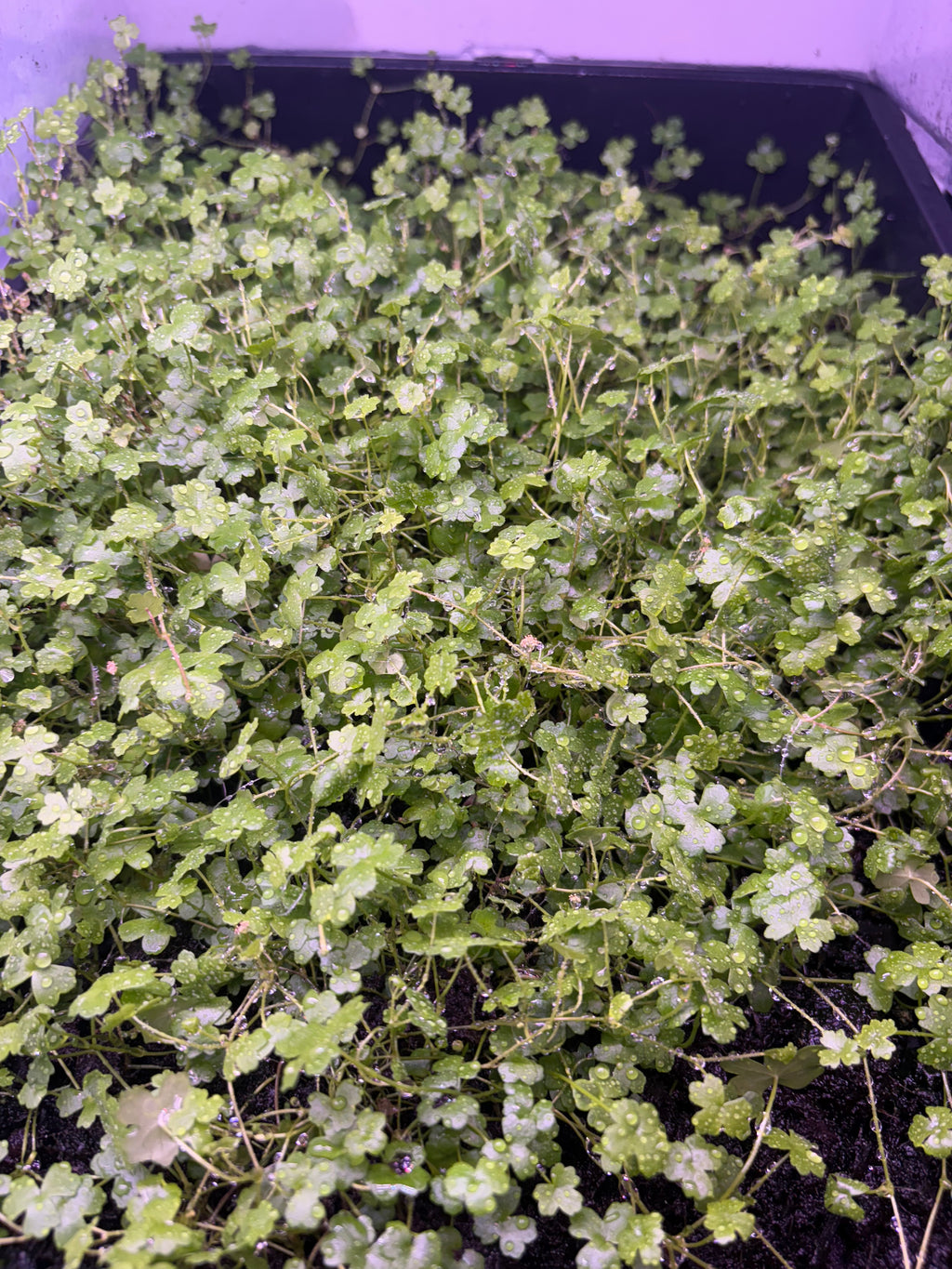 Aquarium Plant Pack - 8 varieties - Easy low tech plants