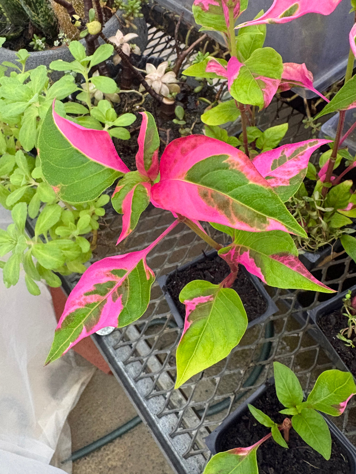Alternanthera ‘Party Time’