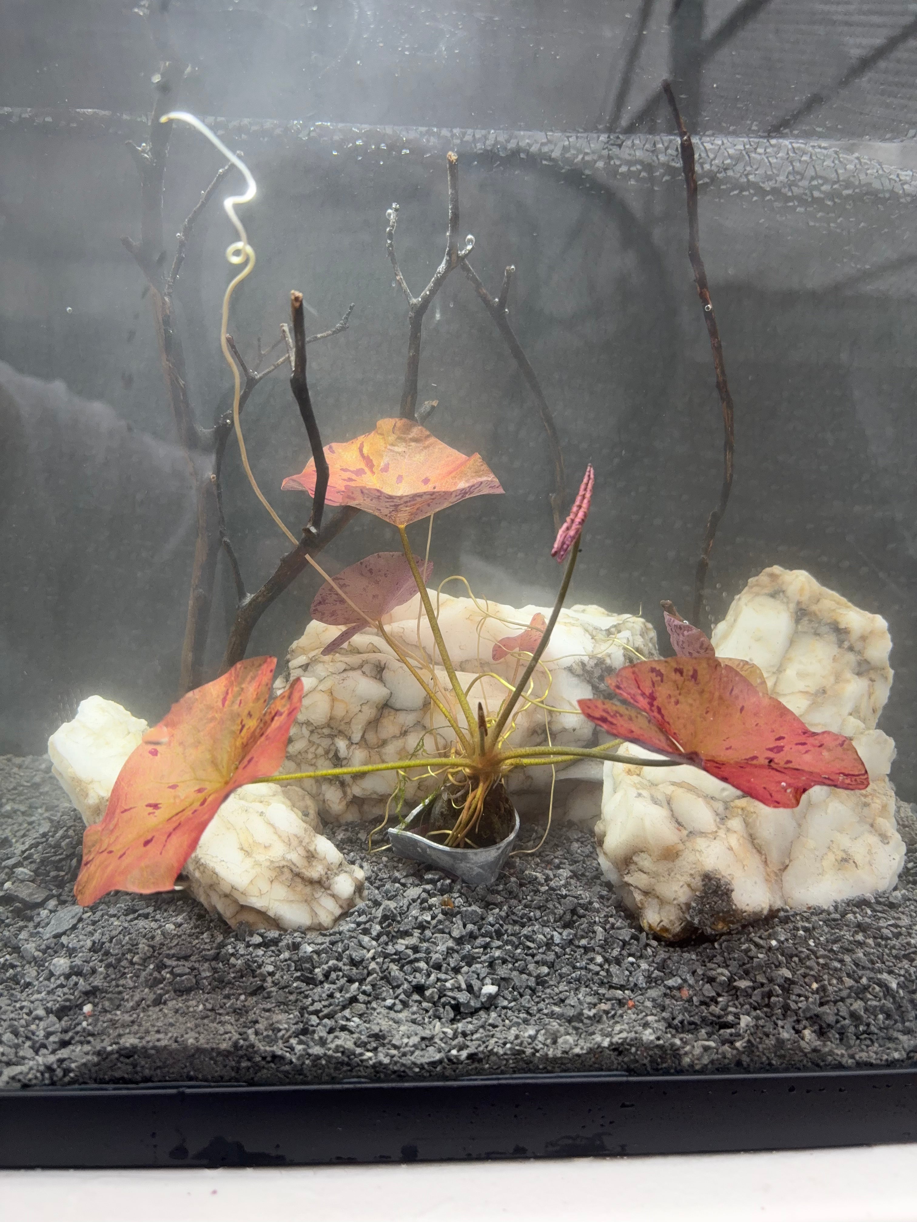 Aquarium Plant Pack - 8 varieties - Easy low tech plants