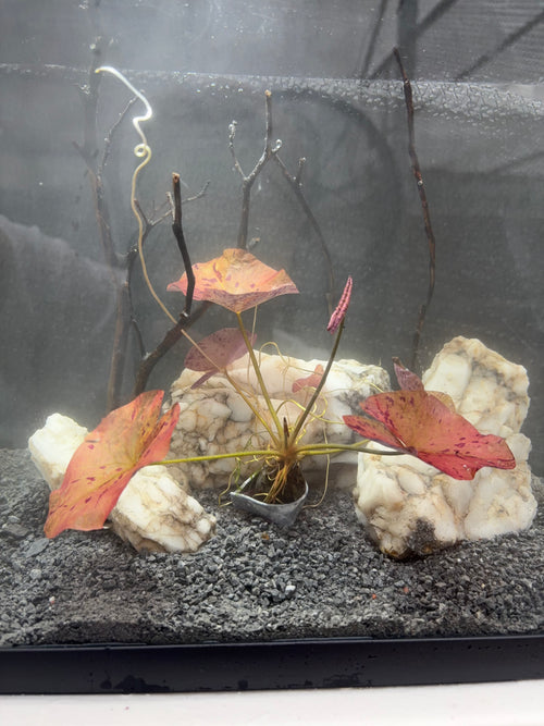 Aquarium Plant Pack - 8 varieties - Easy low tech plants