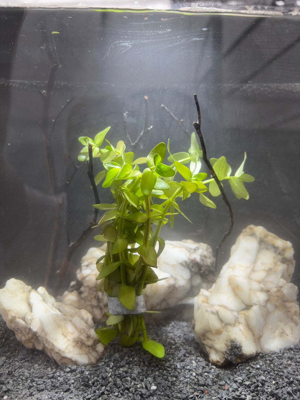 Aquarium Plant Pack - 8 varieties - Easy low tech plants
