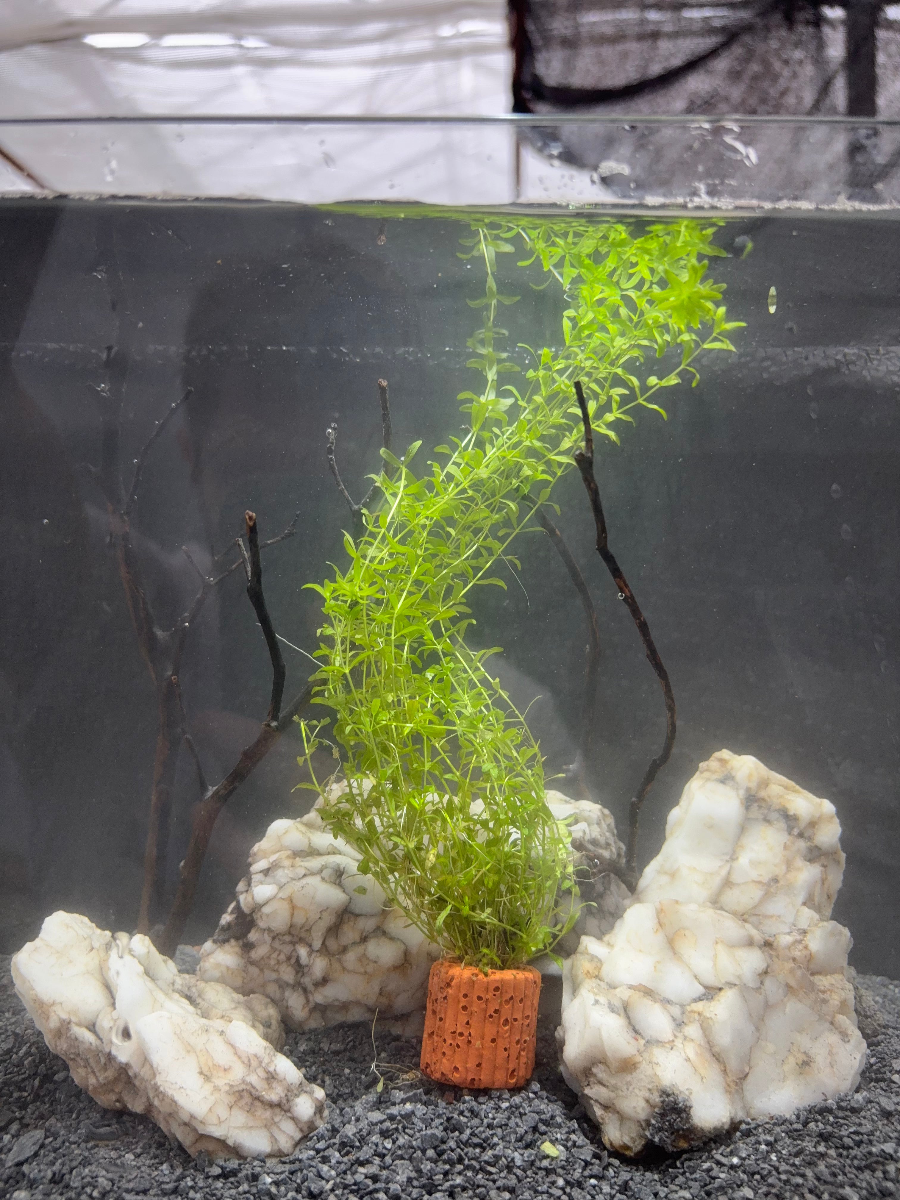 Aquarium Plant Pack - 8 varieties - Easy low tech plants