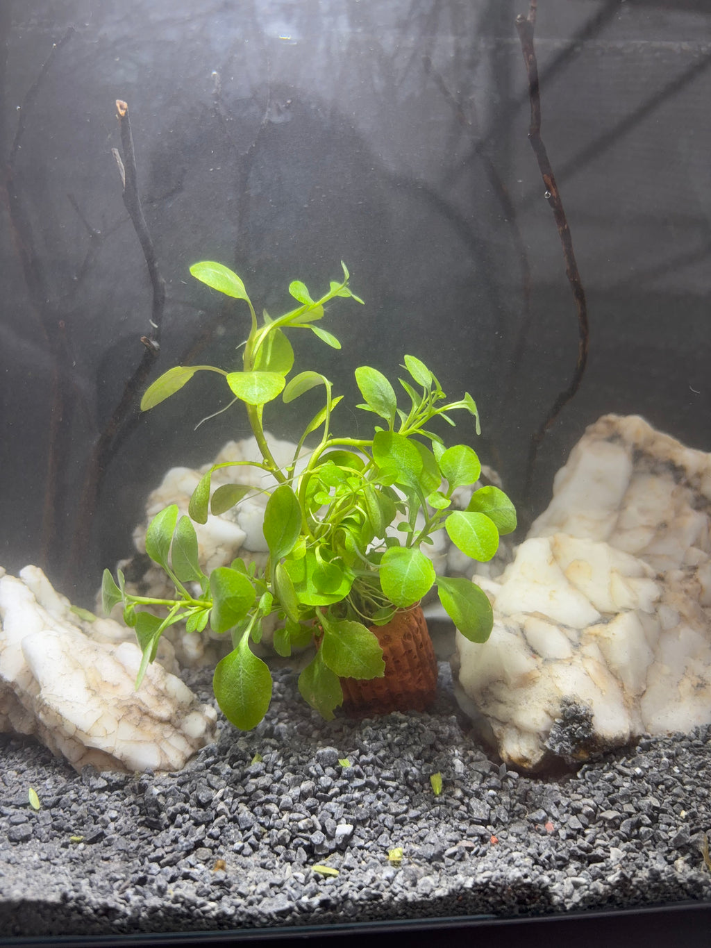 Aquarium Plant Pack - 8 varieties - Easy low tech plants