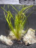 Italian Vallisneria