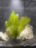 Rotala Wallichii