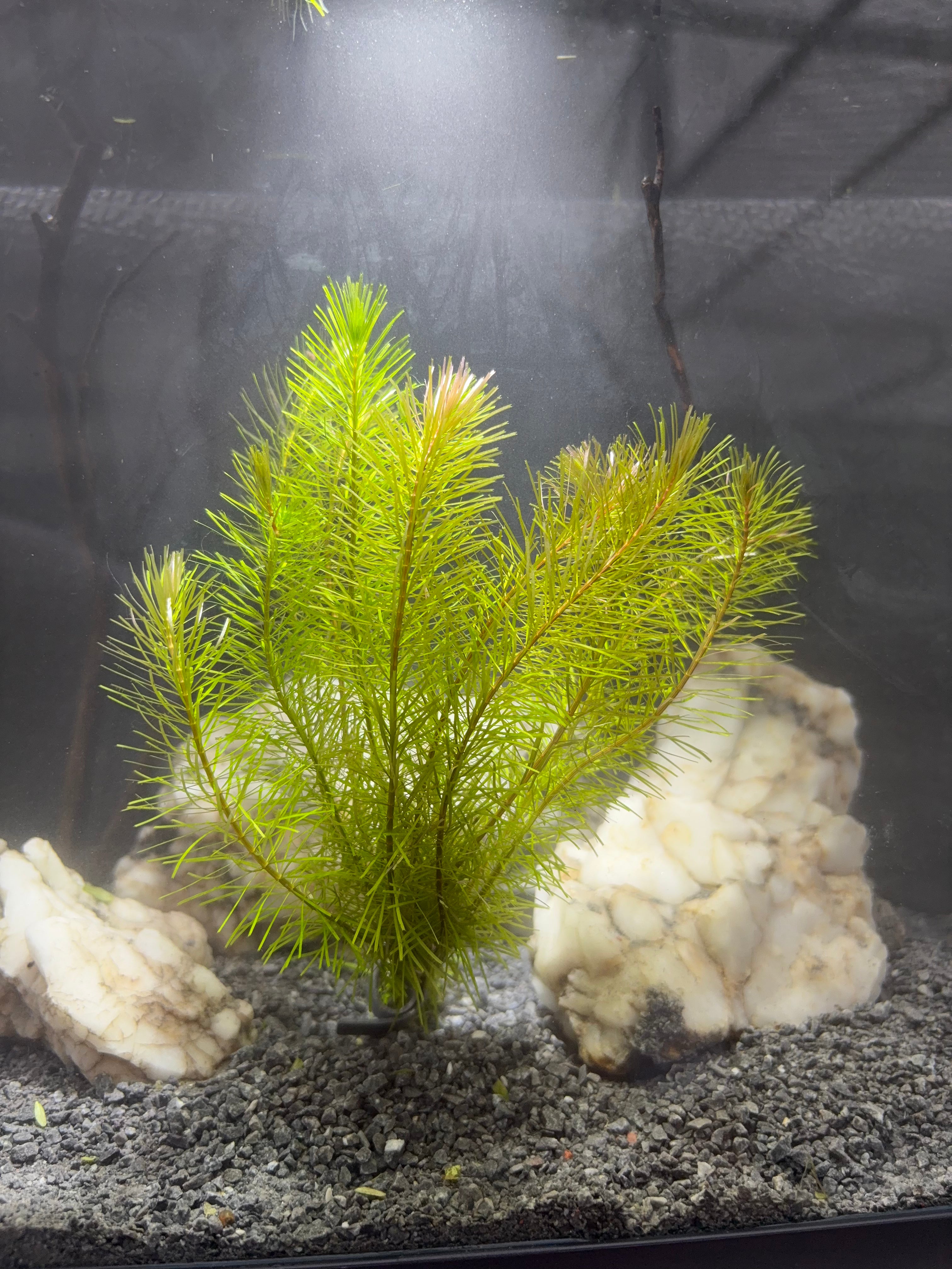 Rotala Wallichii