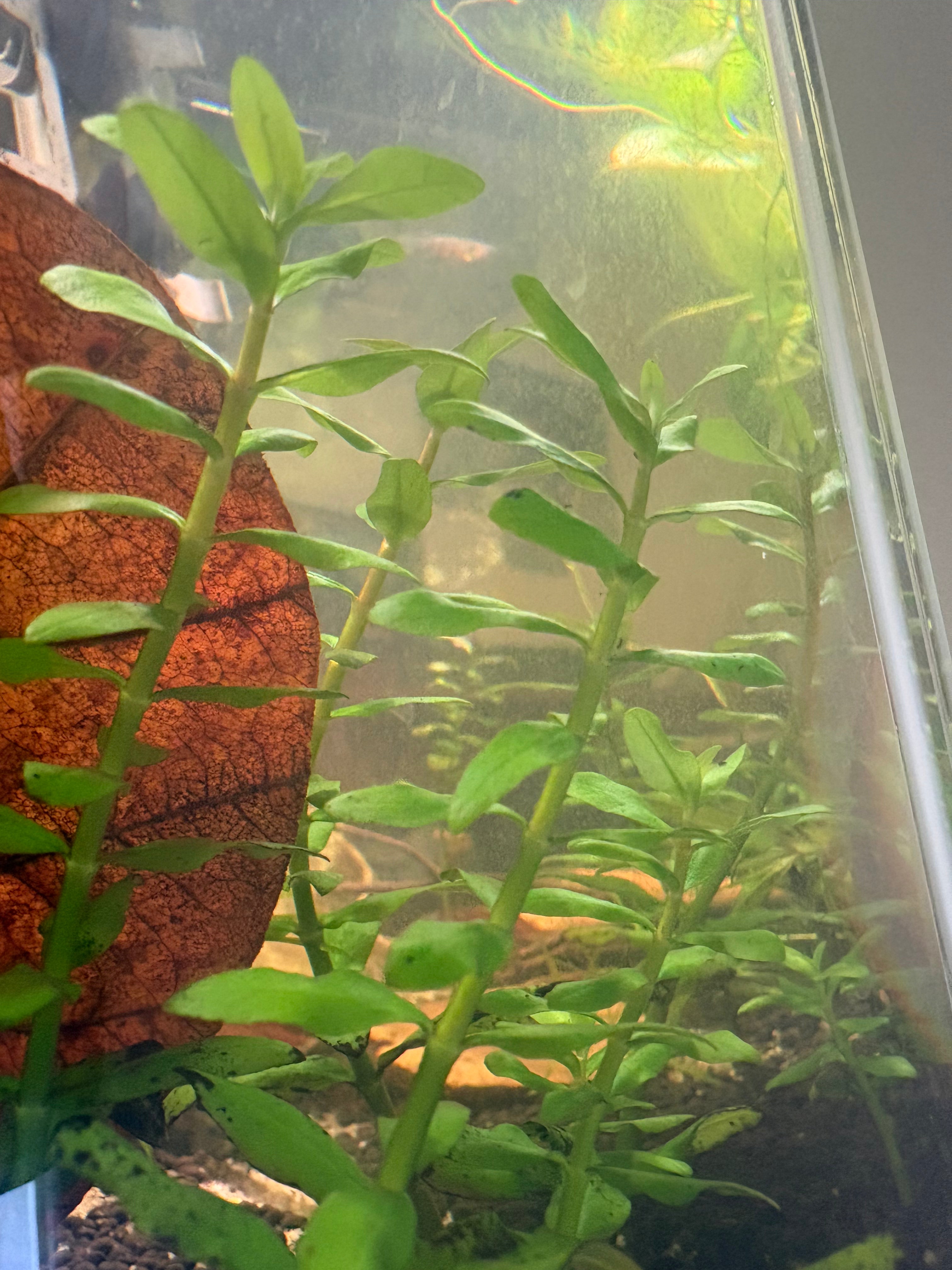 Amnamia capitellata