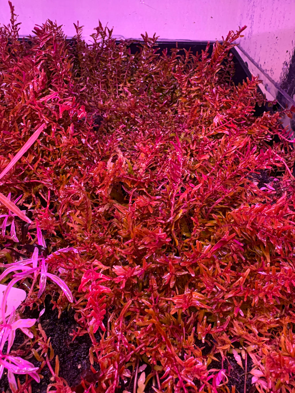 Rotala H'ra - Aquarium Plant